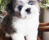 Saussie Puppies For Sale Premier Pups