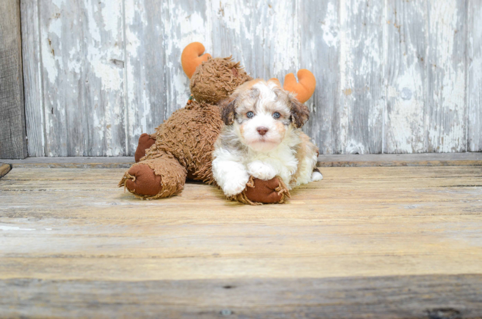 Friendly Havanese Purebred Pup