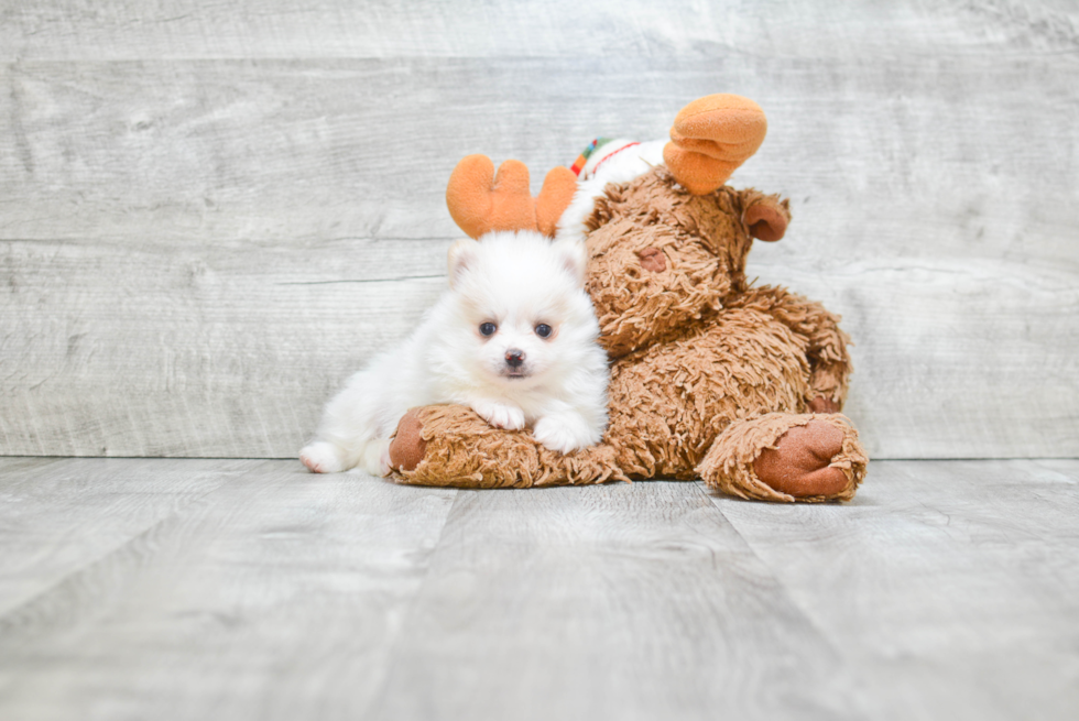 Popular Pomeranian Baby