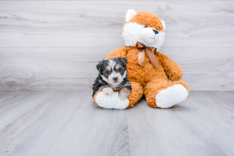 Morkie Pup Being Cute