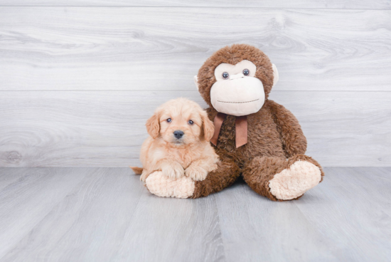 Mini Goldendoodle Pup Being Cute