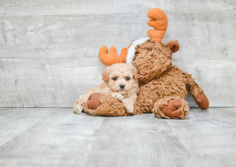 Maltipoo Pup Being Cute