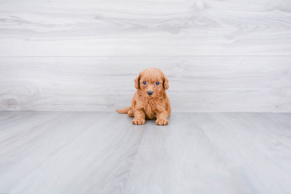 Happy Mini Goldendoodle Baby