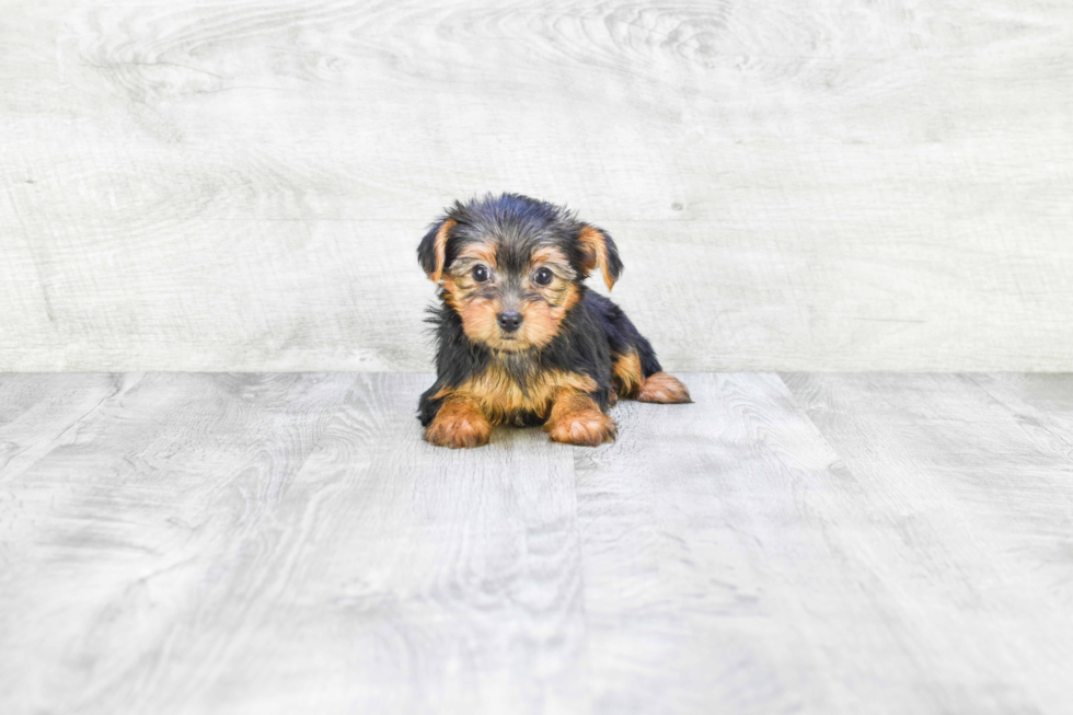 Meet Fiona - our Yorkshire Terrier Puppy Photo 