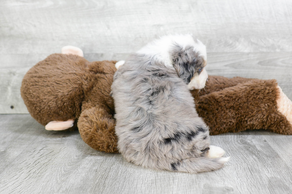 Mini Bernedoodle Puppy for Adoption