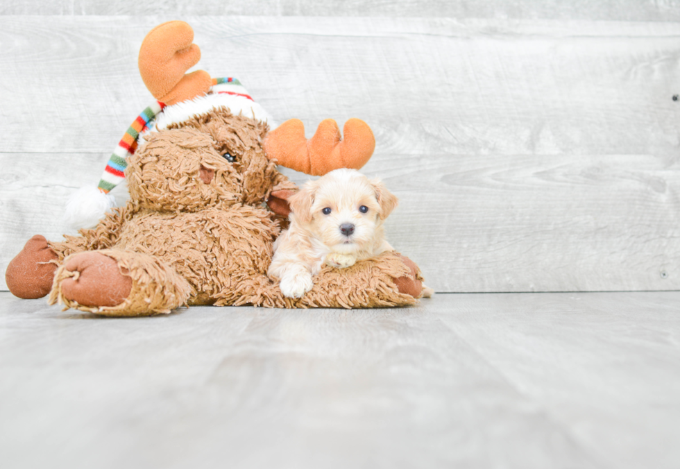 Small Maltipoo Baby