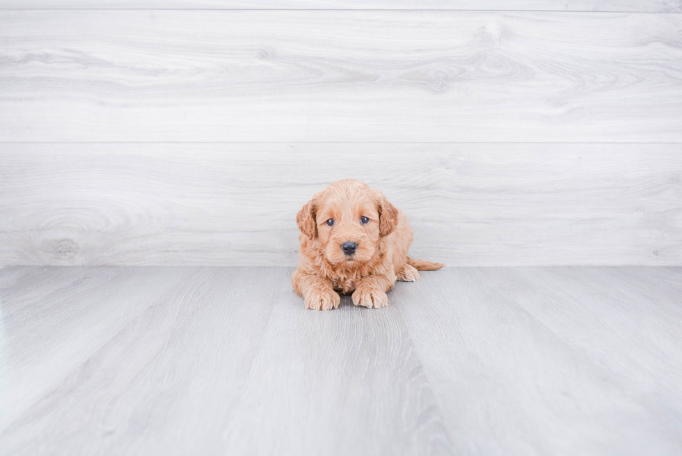 Little Golden Retriever Poodle Mix Puppy