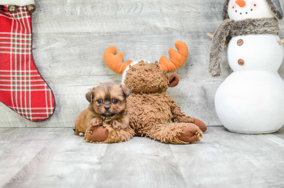 Popular Shorkie Designer Pup