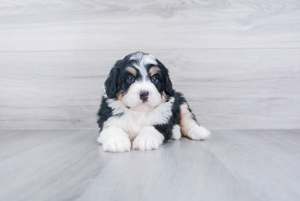 Mini Bernedoodle Puppy for Adoption