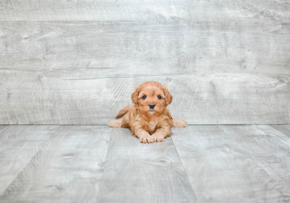 Petite Cavapoo Poodle Mix Pup