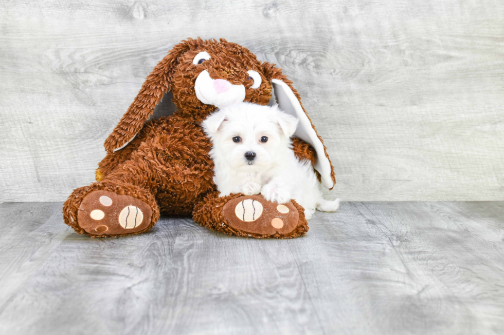 Hypoallergenic Maltese Baby