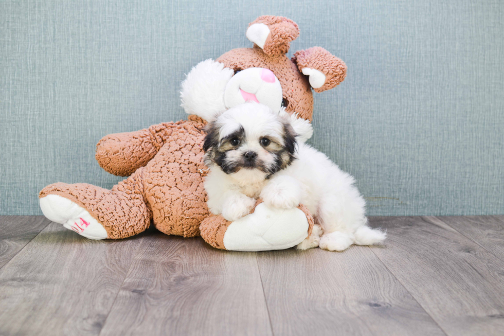 Teddy Bear Pup Being Cute