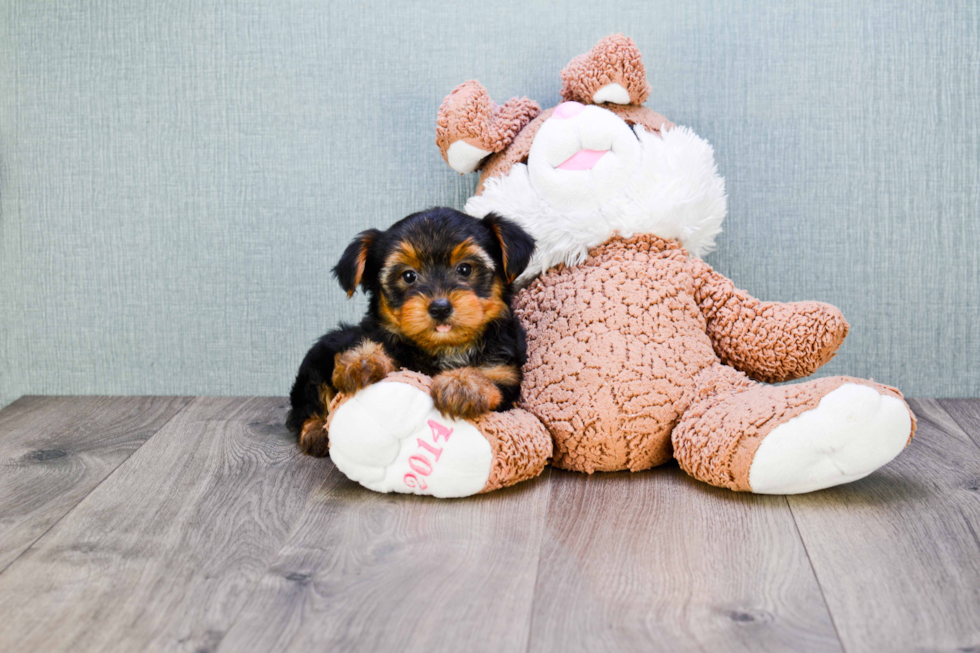 Meet Lisa - our Yorkshire Terrier Puppy Photo 