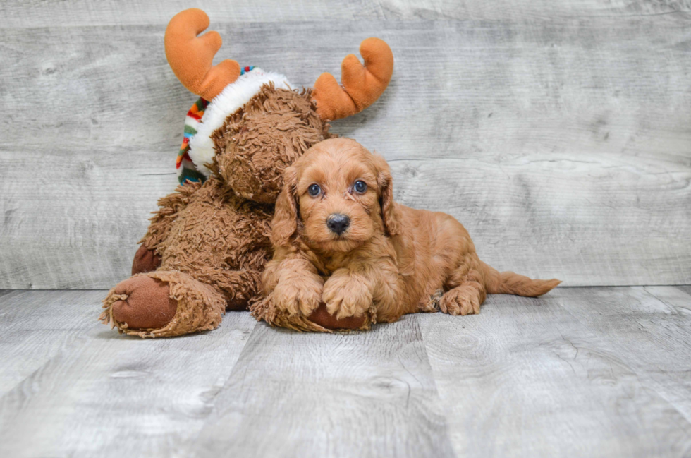 Little Golden Retriever Poodle Mix Puppy