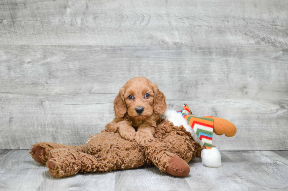 Little Golden Retriever Poodle Mix Puppy