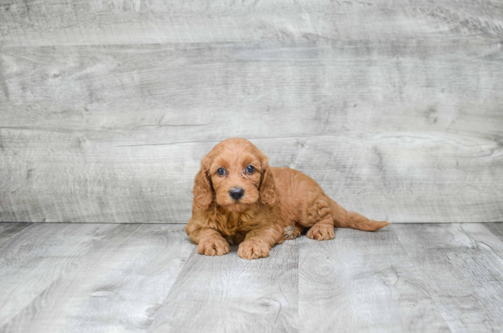 Hypoallergenic Golden Retriever Poodle Mix Puppy