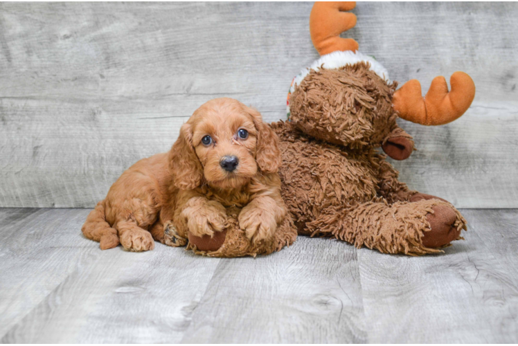 Funny Mini Goldendoodle Poodle Mix Pup