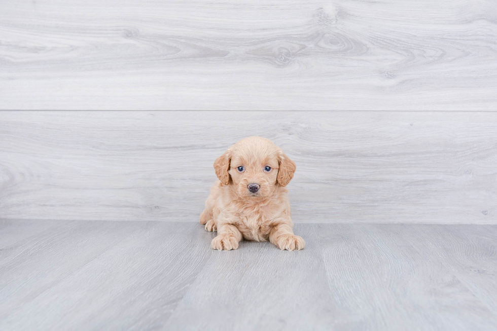 Best Mini Goldendoodle Baby