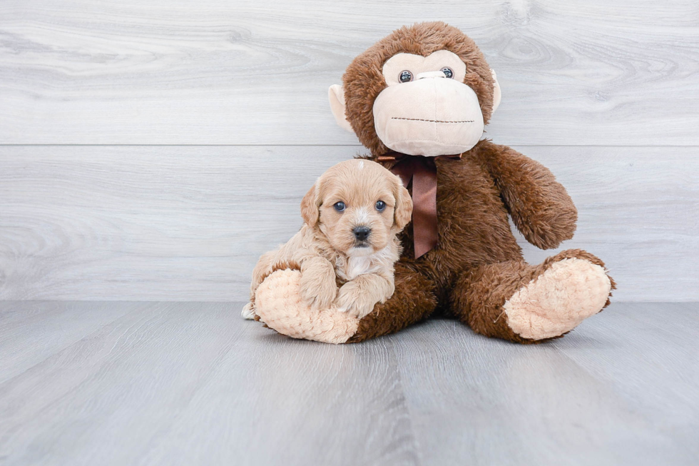 Happy Cavapoo Baby