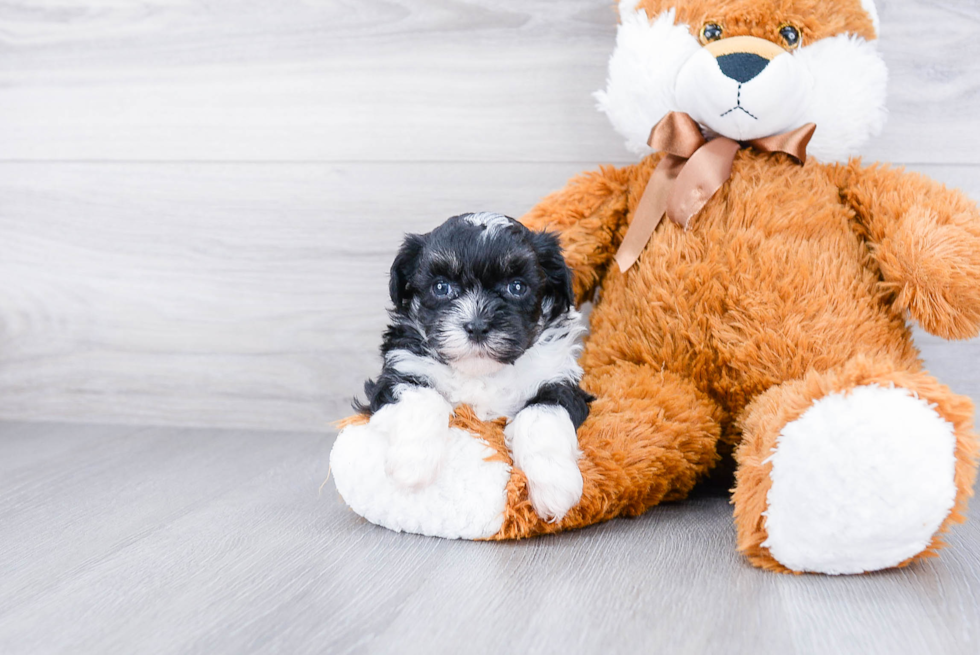 Funny Havanese Baby