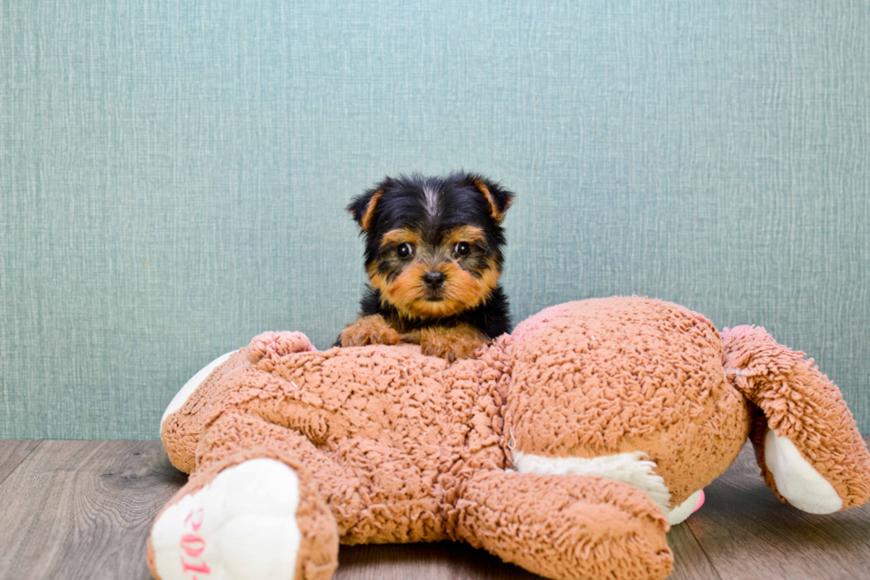 Meet Izzie - our Yorkshire Terrier Puppy Photo 