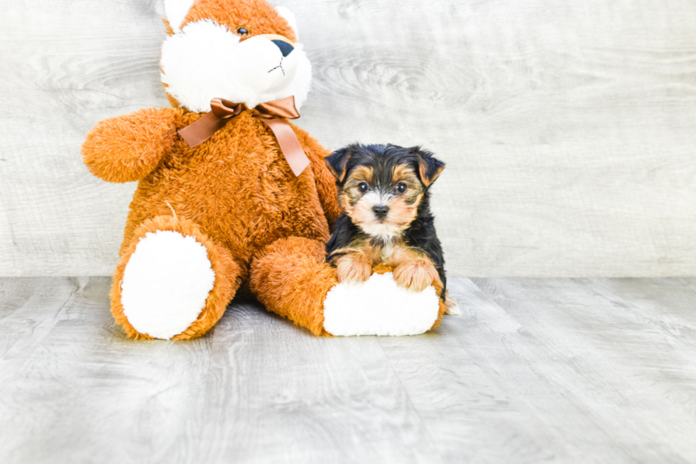 Meet Diddy - our Yorkshire Terrier Puppy Photo 