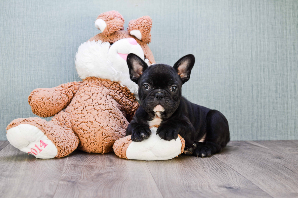 Petite Frenchie Purebred Puppy