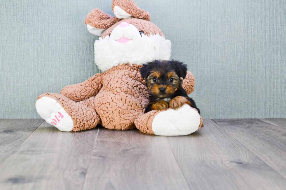 Meet Nugget - our Yorkshire Terrier Puppy Photo 