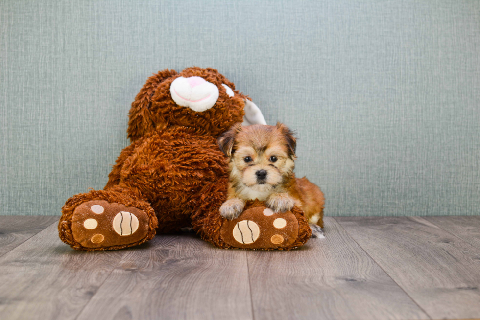 Morkie Puppy for Adoption