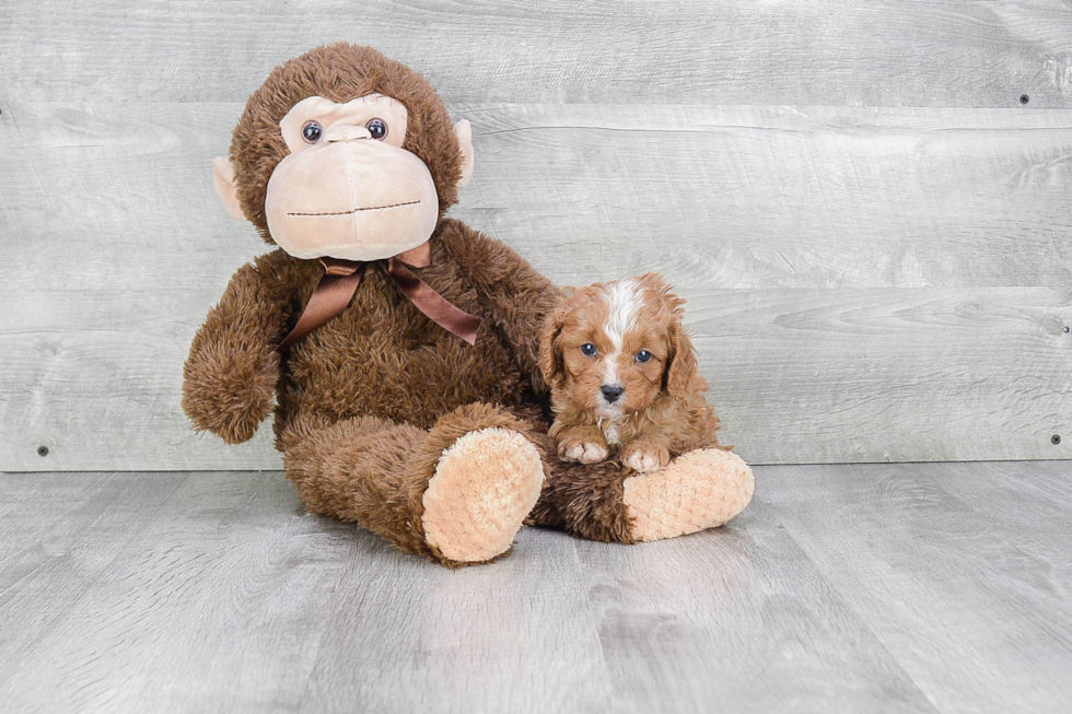 Smart Cavapoo Poodle Mix Pup