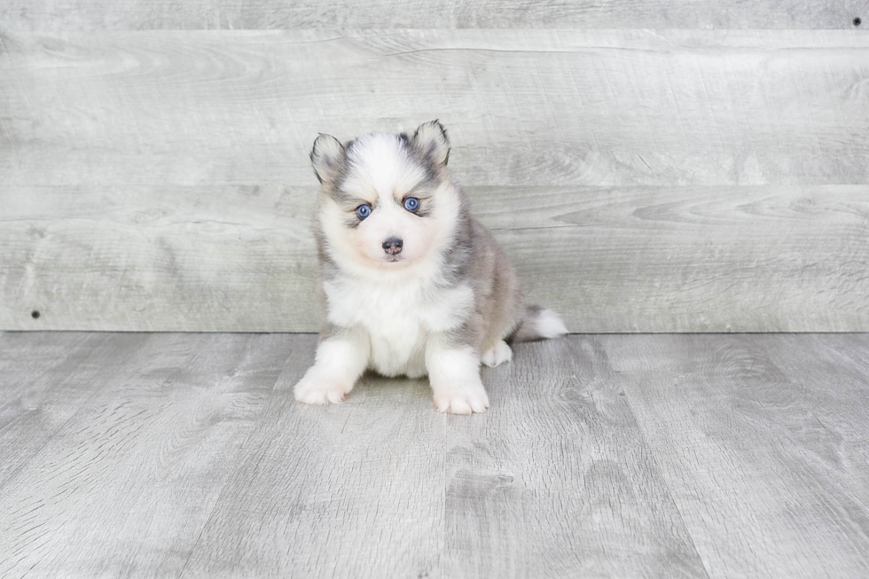 Fluffy Pomsky Designer Pup