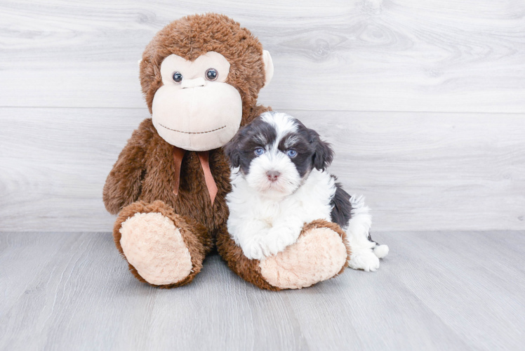 Playful Havanese Baby