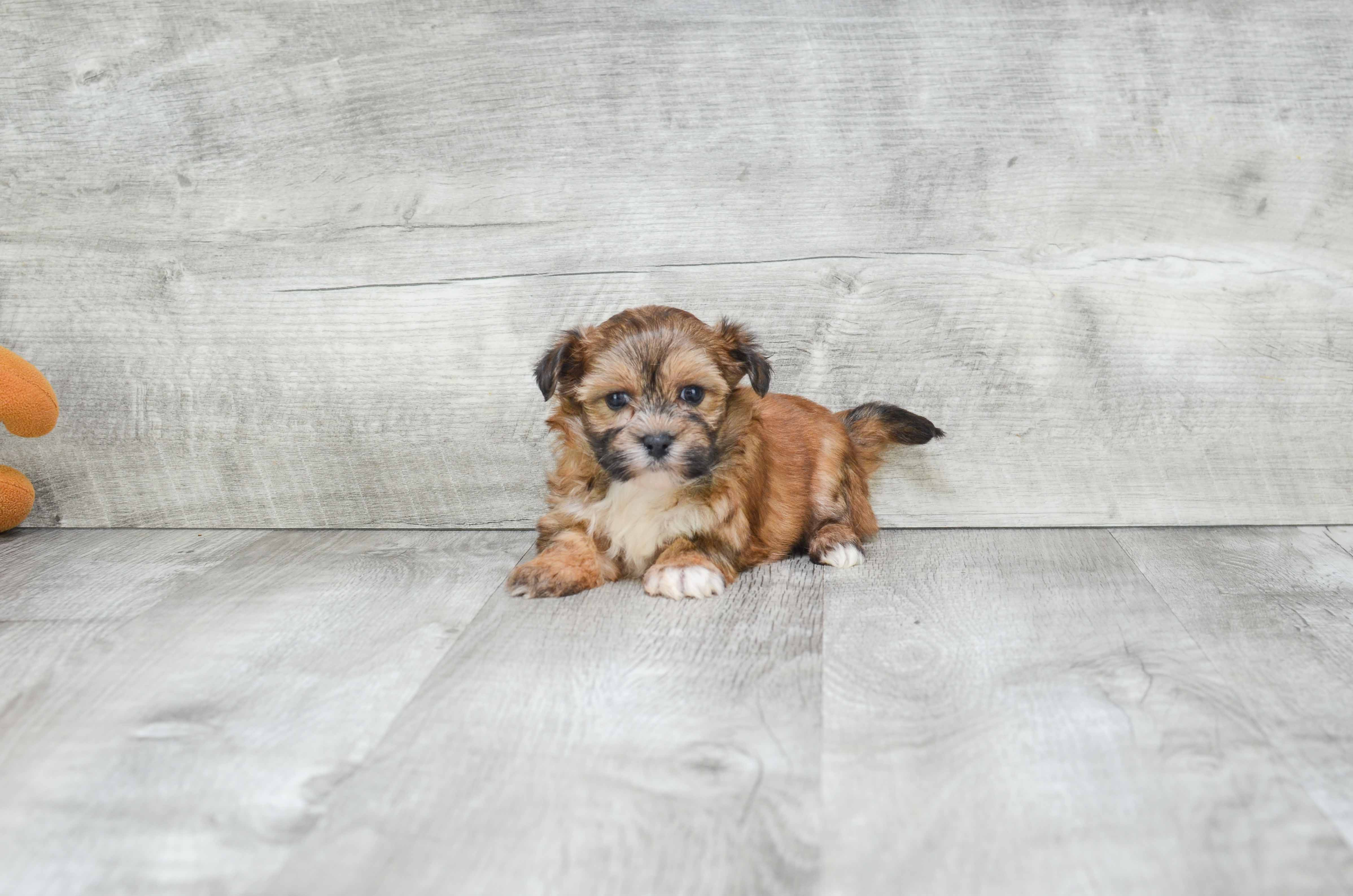 Morkie Puppy for Adoption