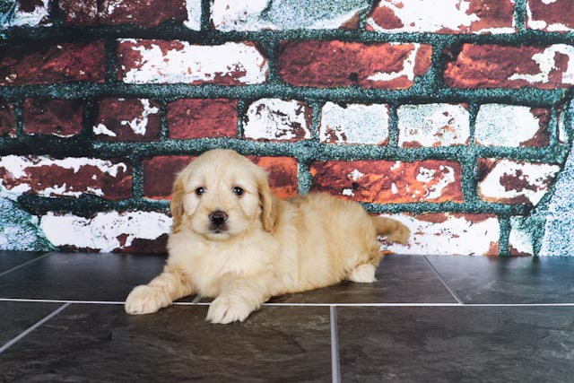 Cute Mini Goldendoodle Baby