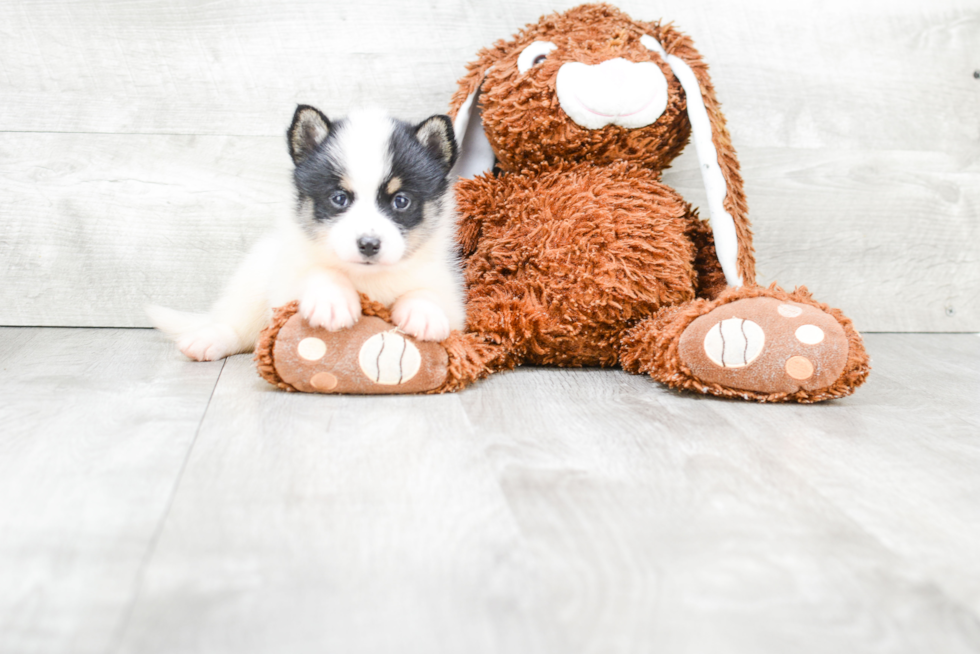 Friendly Pomsky Baby