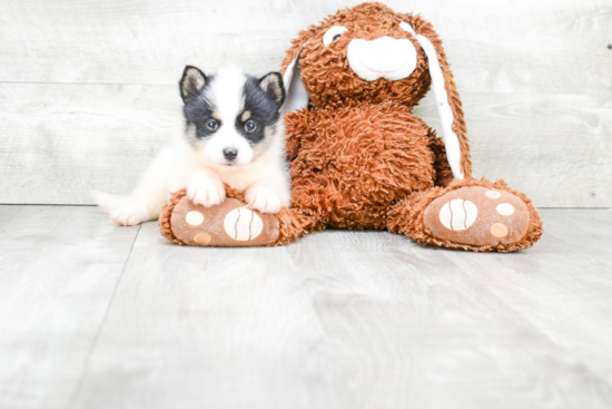 Friendly Pomsky Baby