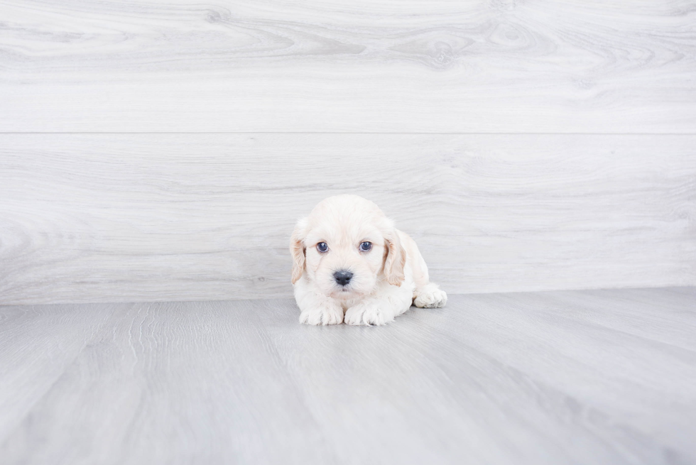 Smart Cavachon Designer Pup