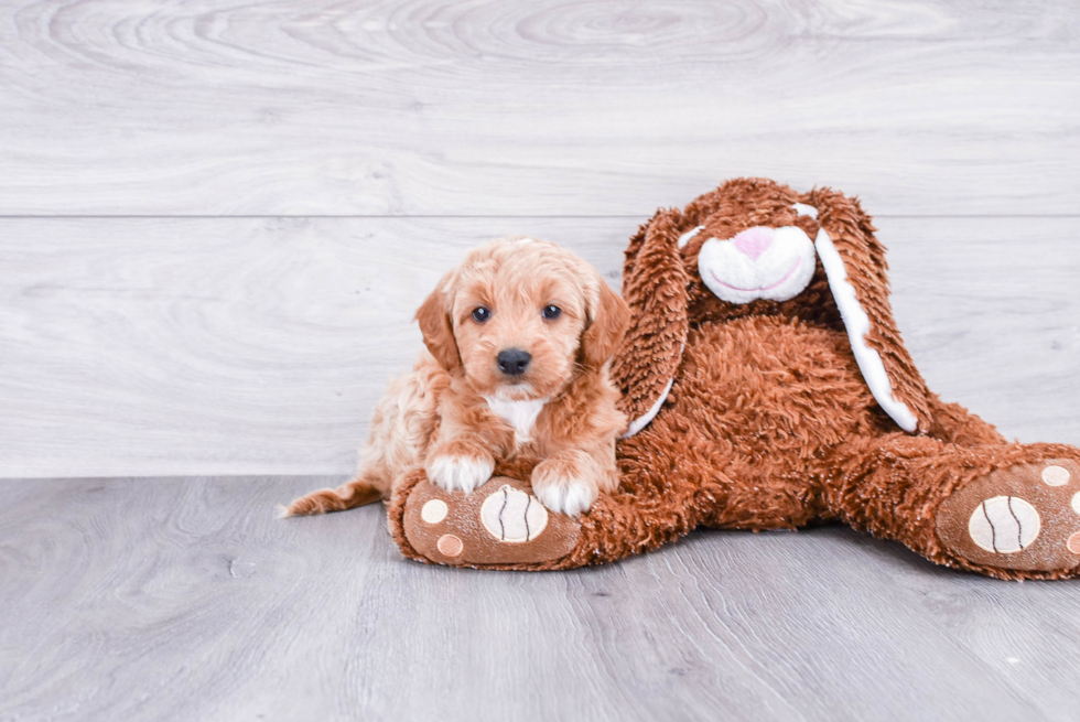 Hypoallergenic Golden Retriever Poodle Mix Puppy