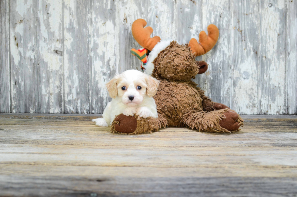 Cavachon Puppy for Adoption