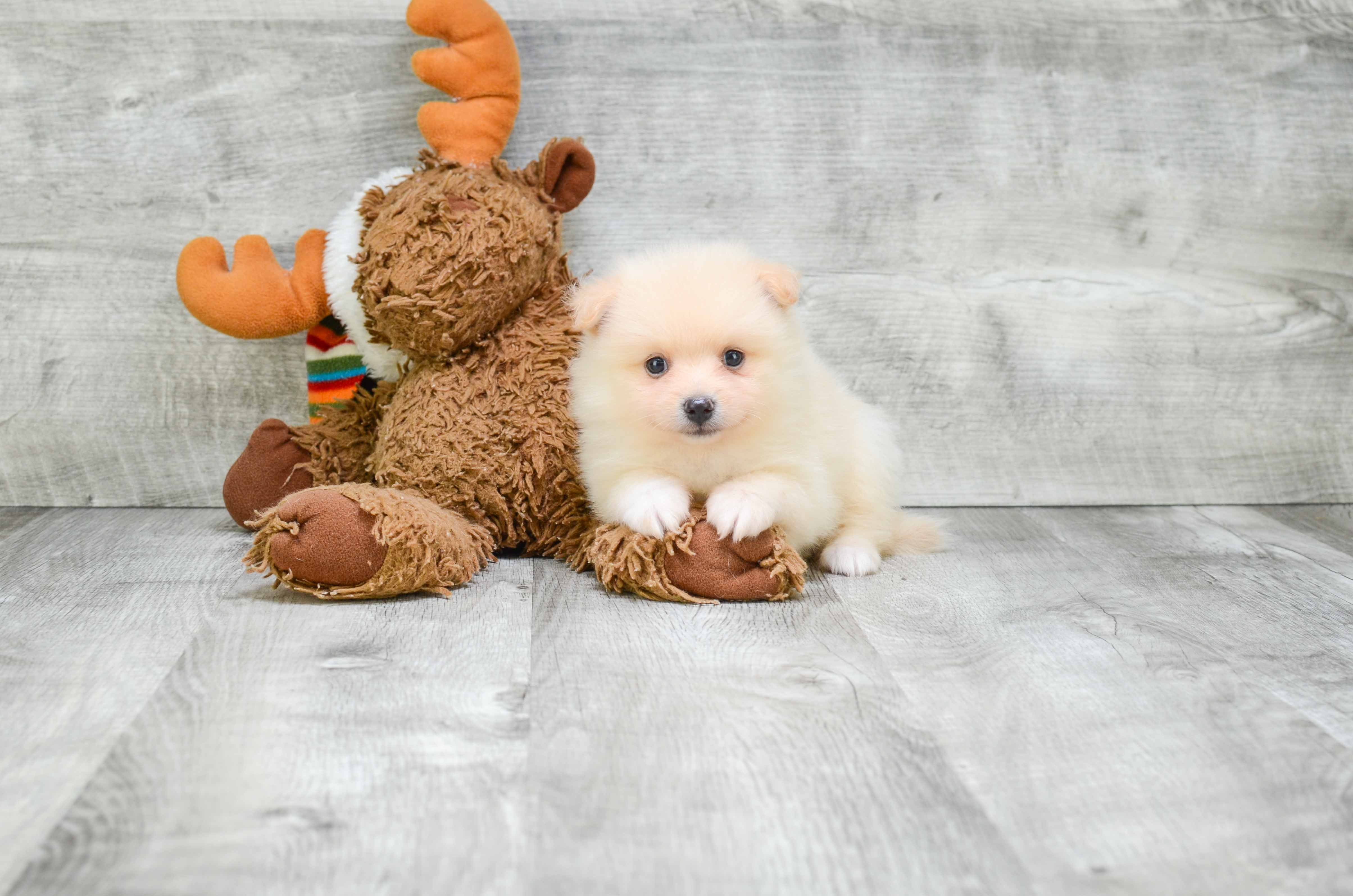 Adorable Pomeranian Purebred Puppy