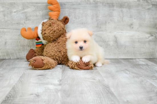 Adorable Pomeranian Purebred Puppy