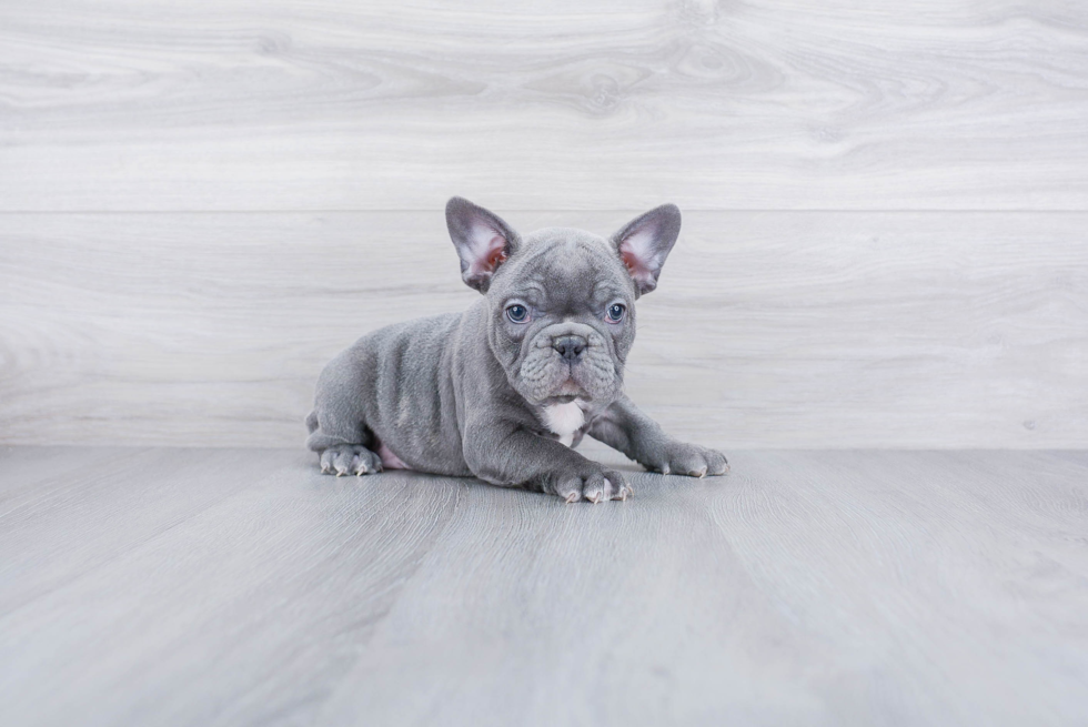 French Bulldog Pup Being Cute