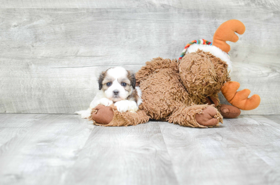 Playful Shichon Designer Puppy