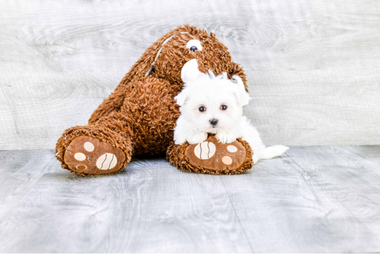 Happy Maltese Purebred Puppy