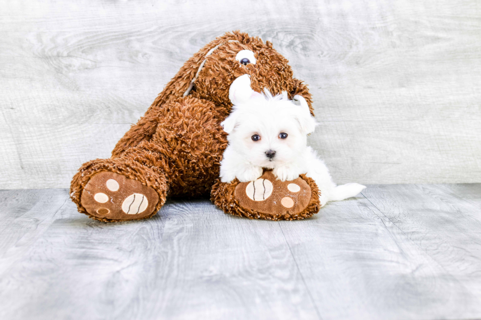 Happy Maltese Purebred Puppy