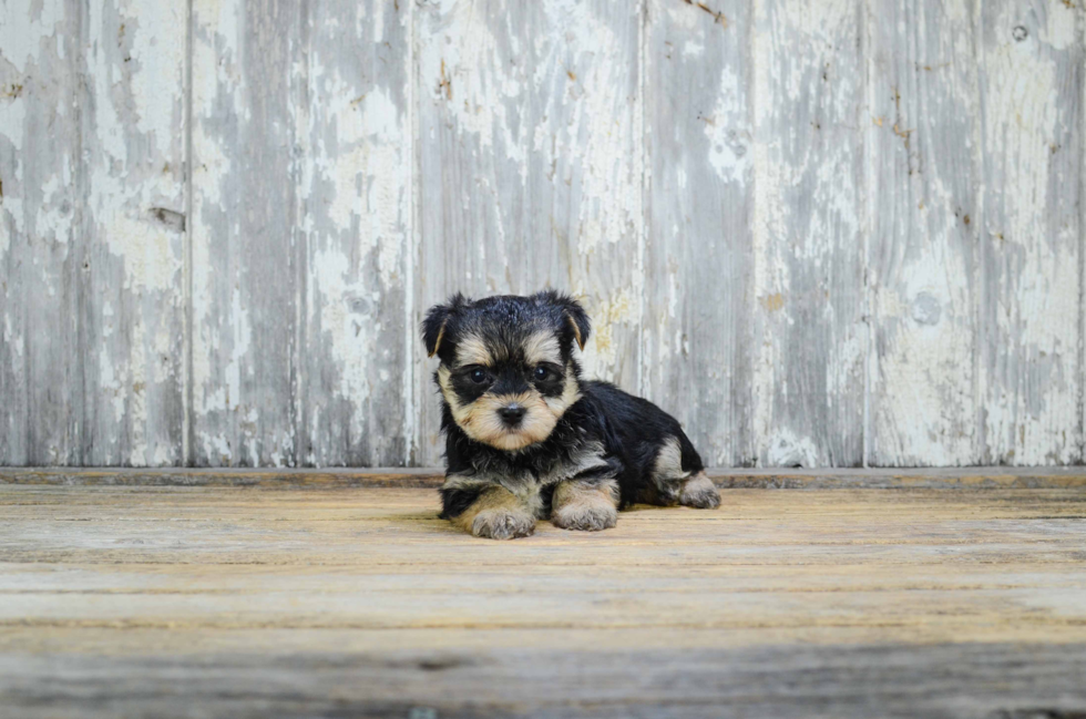 Morkie Puppy for Adoption