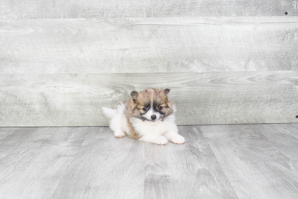 Adorable Pomeranian Purebred Puppy