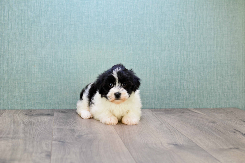 Adorable Havanese Purebred Puppy