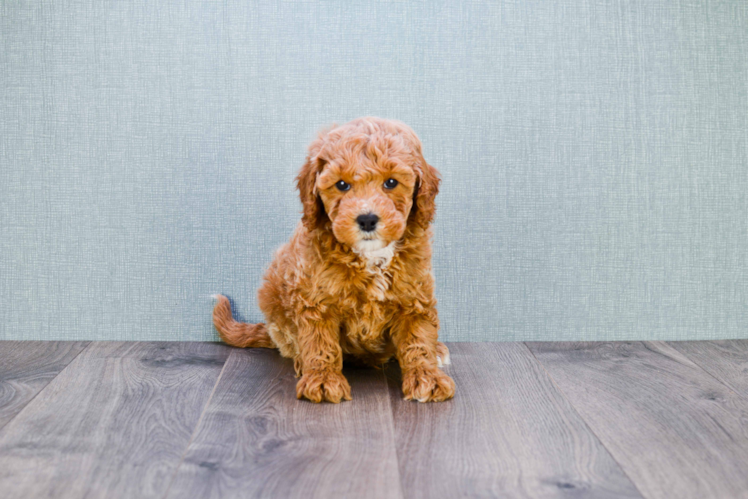 Mini Goldendoodle Puppy for Adoption