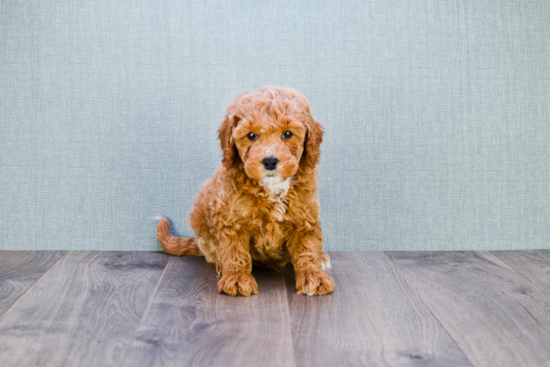 Mini Goldendoodle Puppy for Adoption